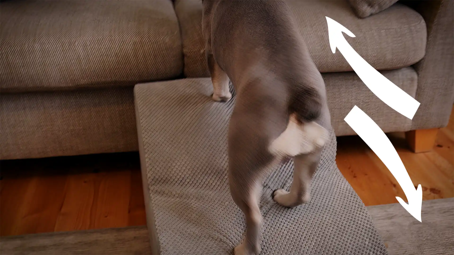 dog couch ramp thumbnail